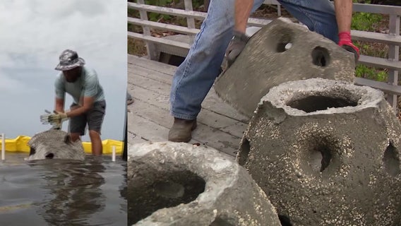 Inside an organization's effort to attract more oysters in Bay Area waters
