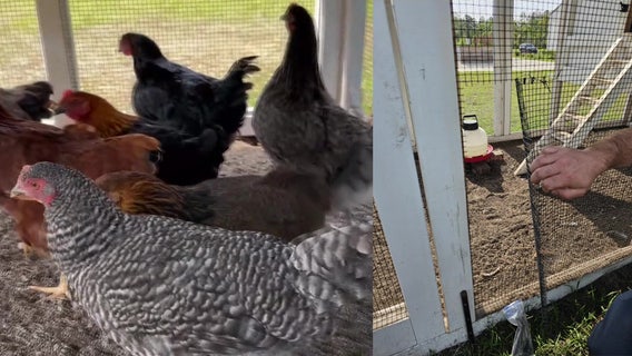 6 chickens stolen from Land O’ Lakes farm, deputies investigating