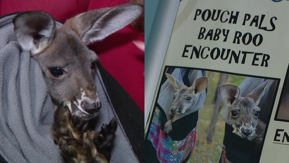 Inside Clearwater Marine Aquarium’s offer to hold a pair of baby kangaroos 