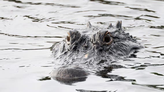 Alligator attacks woman paddling in Polk County: FWC