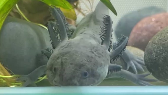 Axolotls make their debut at Sarasota Jungle Gardens