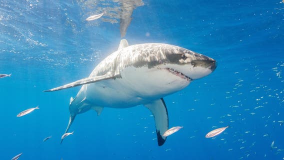 Massive great white shark among several being tracked off Florida coast