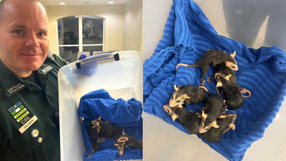 Pinellas County deputy rescues 8 orphaned baby opossums