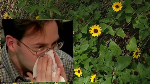 Allergies acting up? Here’s why last year’s hurricanes may be to blame