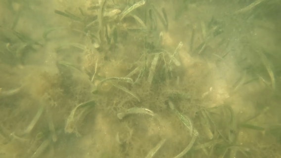 Sarasota Bay sees 19% increase in seagrass despite Hurricanes Helene, Milton