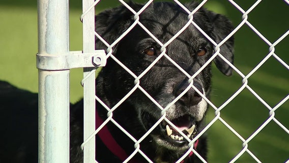 SPCA Florida given $15,000 to help senior dogs and families in need