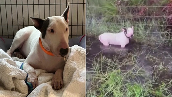 Man accused of abandoning dog during hurricane cleared