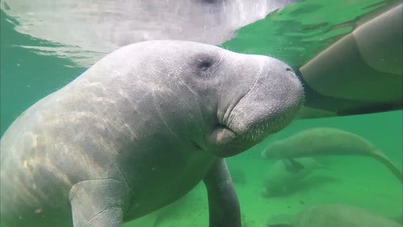 FWC investigating 9 manatee deaths in 6 weeks in the Homosassa River