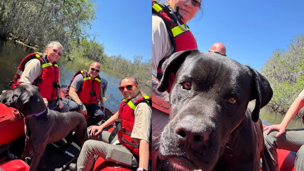 Missing dog tangled in tree along Withlacoochee River rescued, reunited with owner