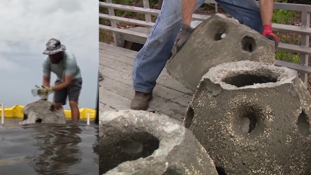 Inside an organization's effort to attract more oysters in Bay Area waters