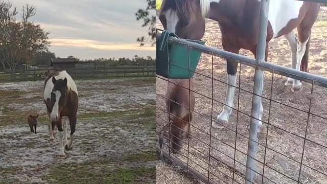 Tri-color horse and pig become best friends in Myakka City