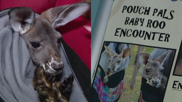 Inside Clearwater Marine Aquarium’s offer to hold a pair of baby kangaroos 