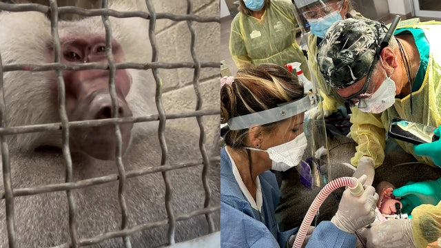 ZooTampa baboon fully recovers from life-changing oral surgery to treat rare dental condition