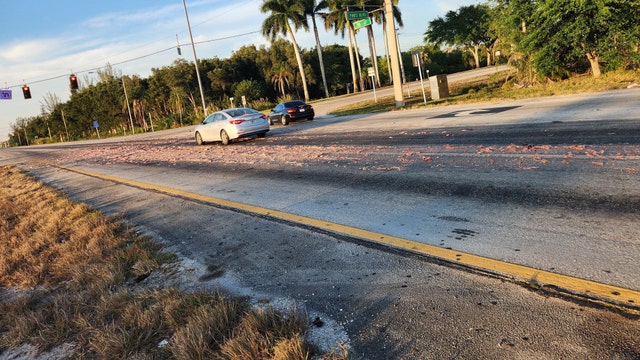 Fish left on Florida roadway creates stinky situation for drivers