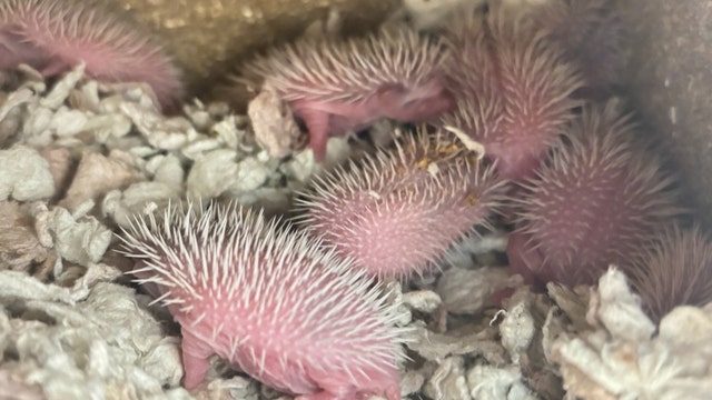 'Unexpected hedgie family:' Litter of hedgehog babies born at Humane Society of Tampa Bay