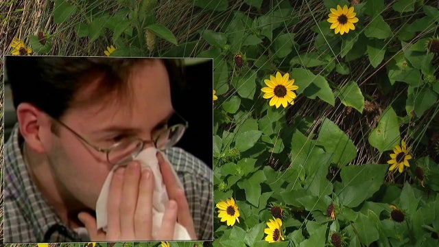 Allergies acting up? Here’s why last year’s hurricanes may be to blame