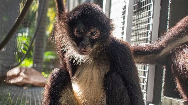 Spider monkey loses arm after getting stuck in mesh fencing at Florida zoo