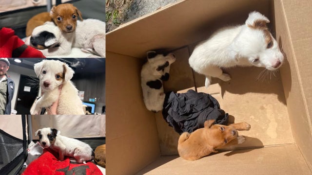 3 young puppies found baking in Florida sun in cardboard box: HSTB