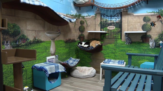 Proposed Florida bill aims to create statewide animal abuse database