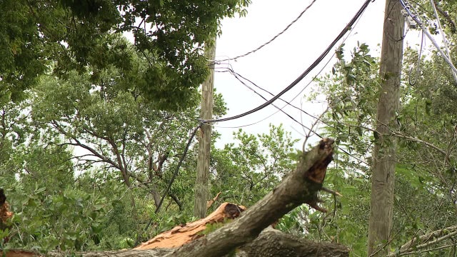 Tampa to restore tree canopy following back-to-back hurricanes