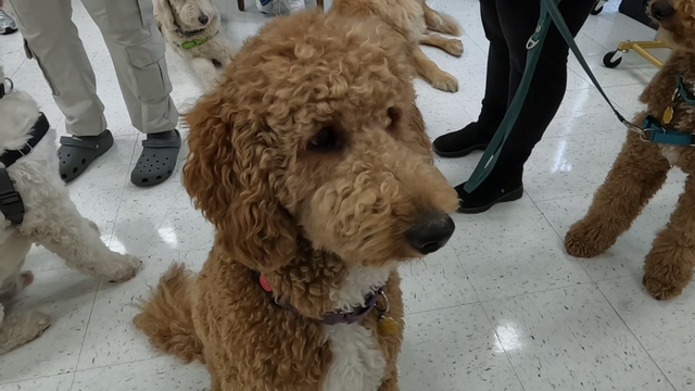 Transforming the life of a child one dog at a time