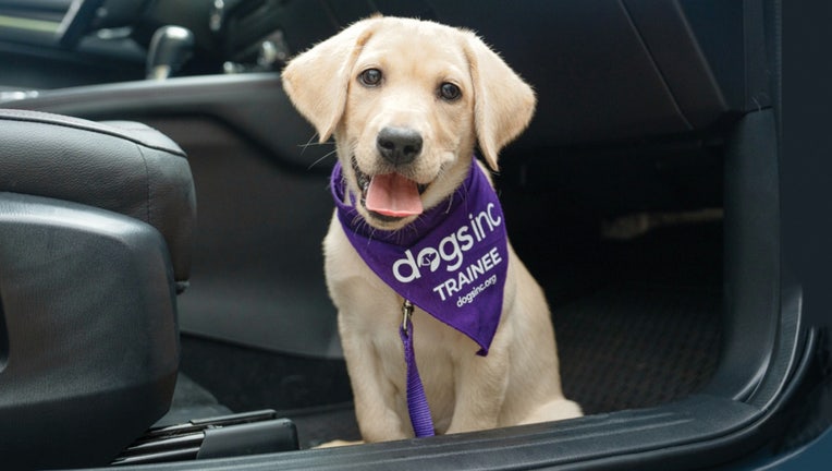A small blonde puppy, probably a Labrador Retriever, sits in a car. It is wearing a purple bandana that says "Dogs Inc. Trainee" on it in white letters. It appears to be smiling and is extremely cute.