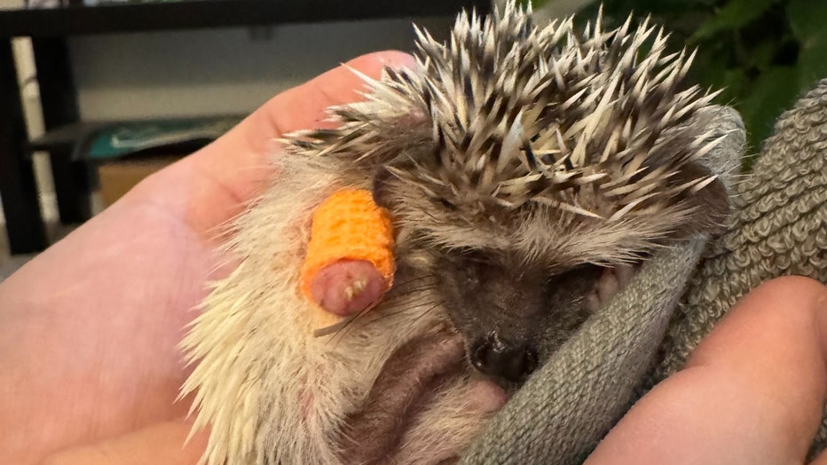 Courtesy: Humane Society of Tampa Bay.
