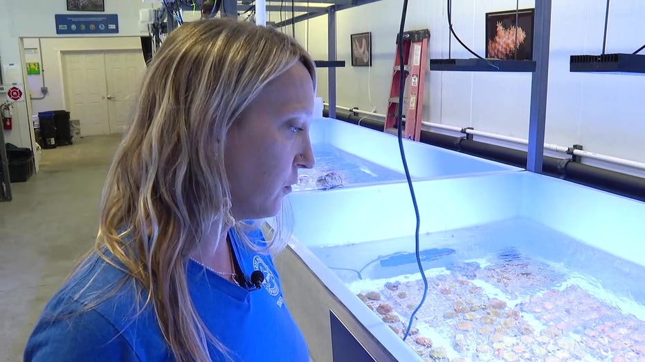 Dr. Erinn Muller standing over coral species that are being preserved at Mote’s International Coral Gene Bank.