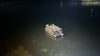 Clearwater boat crash: 1 killed, several injured in crash involving Clearwater Ferry