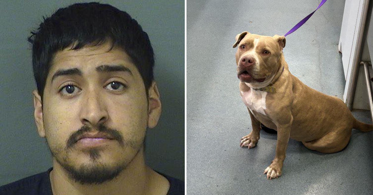Florida man accused of assaulting roommate’s dog with trailer hitch ...