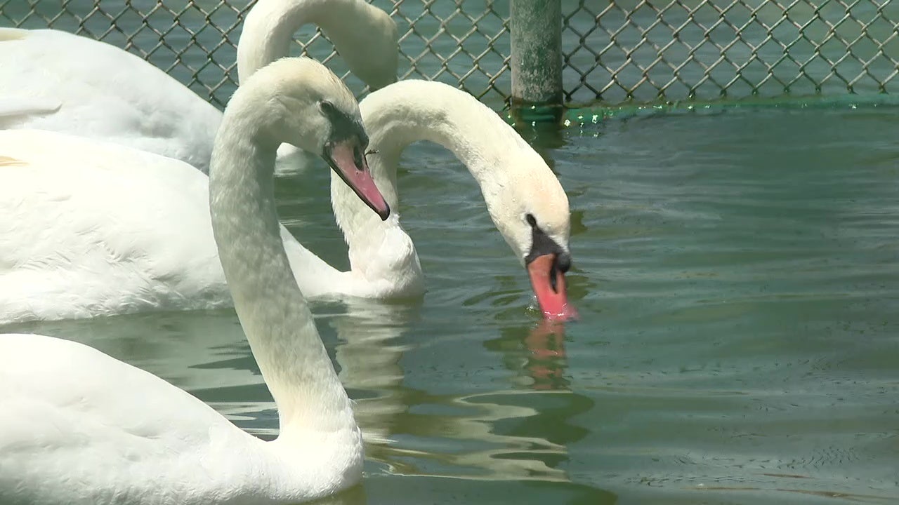 Six new swans to join Lake Morton flock to introduce new genetics