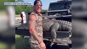 Video: Barefoot Florida man helps capture large gator along busy interstate