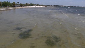 St. Pete to begin innovative seagrass restoration project this summer