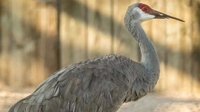 Seaside Seabird Sanctuary rebuilt after hurricanes thanks to Greater Good Charities