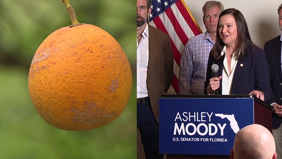 Sen. Ashley Moody aims to roll back 60s-era citrus regulation as growers face mounting challenges