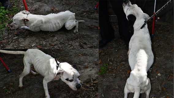 View: Florida man arrested for neglecting 30 dogs at his house: HCSO