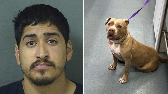 Florida man accused of assaulting roommate’s dog with trailer hitch