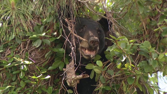 Here's what Florida's bear hunt would look like if it moves forward