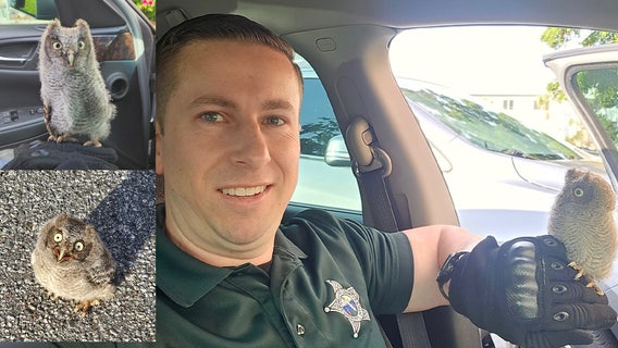 Pinellas County deputy rescues stranded owlet