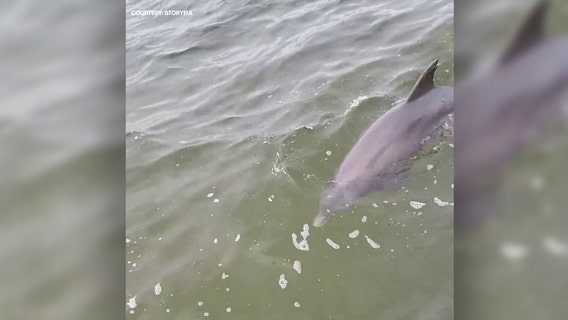 Dad feels like 'coolest Papi' while introducing daughter to dolphin pal