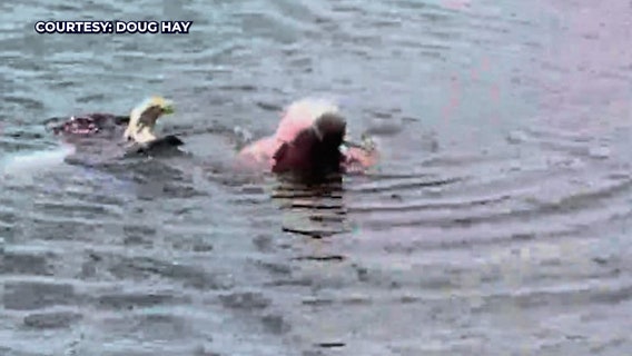 Florida man dives into lake to save wounded eagle: 'This is the symbol of America man'