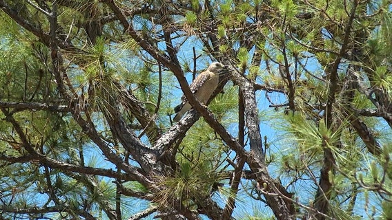 Venice family being attacked by pair of hawks nesting outside their home