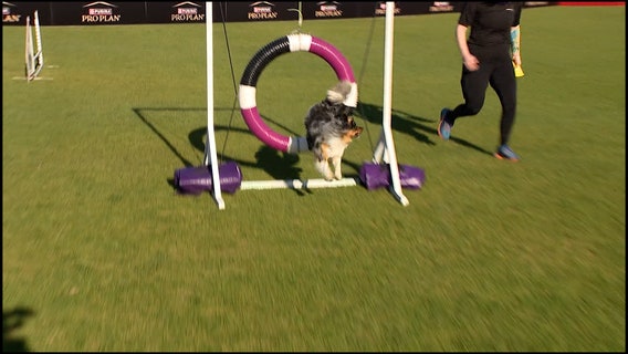 Incredible Dog Challenge returns to Clearwater this weekend