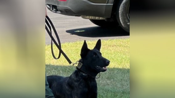 Hernando County Sheriff's Office K-9 dies from post-surgery complications