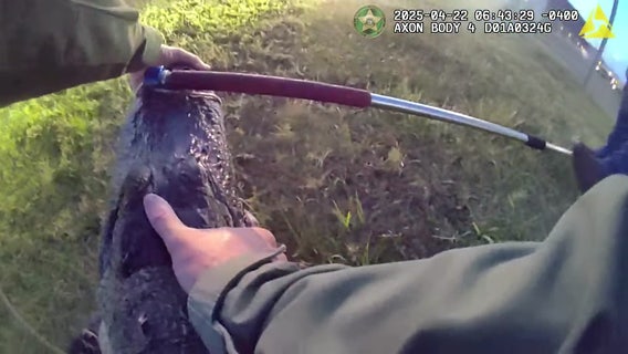 Video: Florida deputies capture gator spotted at high school