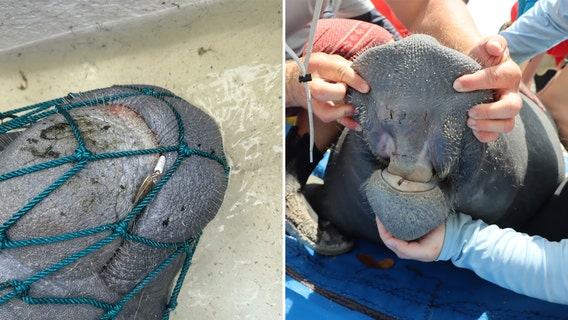 Photos: Manatee with fishing lure caught in mouth rescued on Florida beach