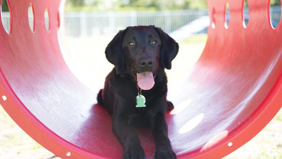 Sniff, Wiggle, Think! 5 Ways to Enrich Your Pup’s Mind and Body