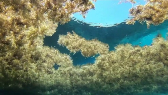 USF researchers develop new tool to predict where sargassum seaweed washes ashore