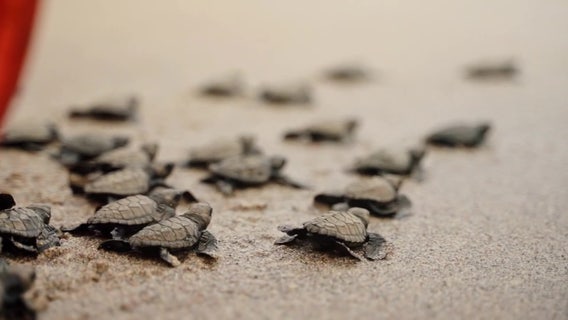 Sea turtle patrols begin on Anna Maria Island ahead of nesting season