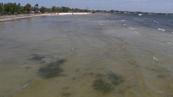 St. Pete to begin innovative seagrass restoration project this summer
